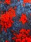 Navy and Red Floral Print Stretch Panne Velour Fabric By the Yard